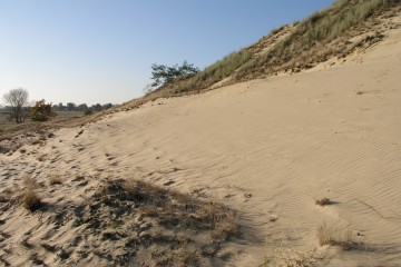 Offene Sandflächen im Naturschutzgebiet "Elbtaldünen bei Klein Schmölen" (Foto: D.Foitlänger)